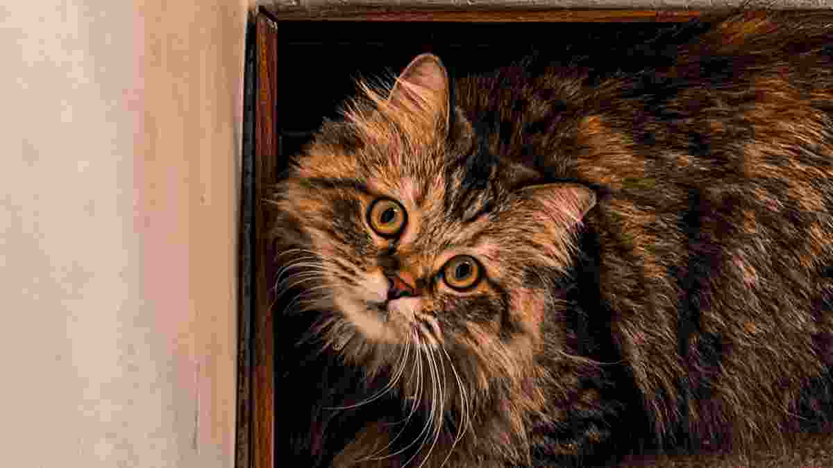 ریمیکس رپ خفن ( ناک ناک 3 )