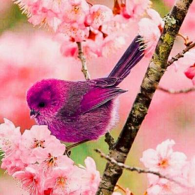 آهنگ مثل تو