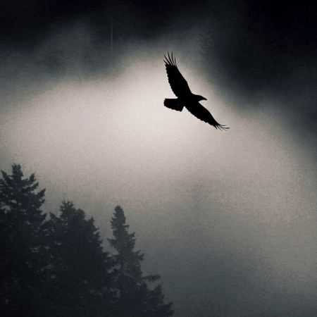 امیر تتلو و شایع و مهدیار نبض شب