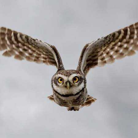 گوگوش و مهستی و هایده و ستار ( ساخت هوش مصنوعی ) شبزده