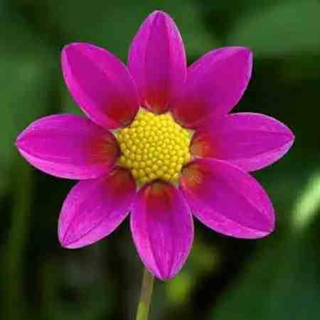 چاوشی، ابی، هایده اتوبان ۴