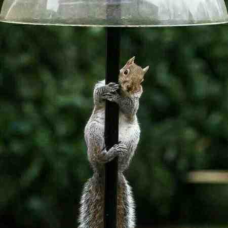 ابی، هایده، معین، حبیب ریوب ۲