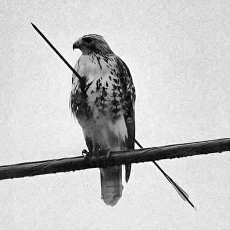 اشوان ، علی نواب ، شایان یو حس آخر