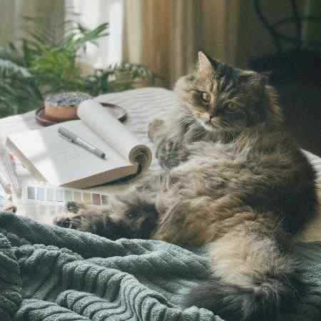 شایع ، جلیلیان ، حمیدرضا بابایی جاده