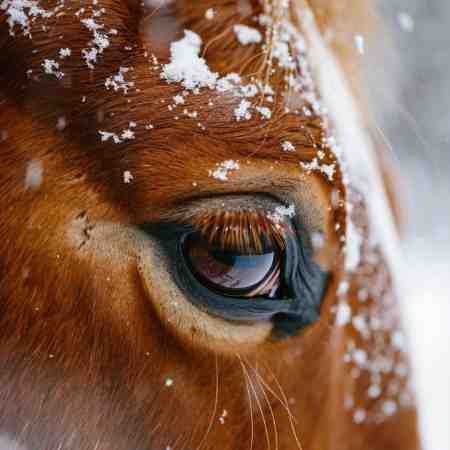 هایده اصرار