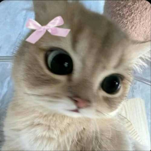 اکس بند و وینک مرسی